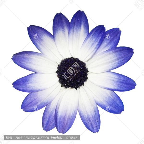 南非萬壽菊-藍(lán)色和白色的雛菊花
