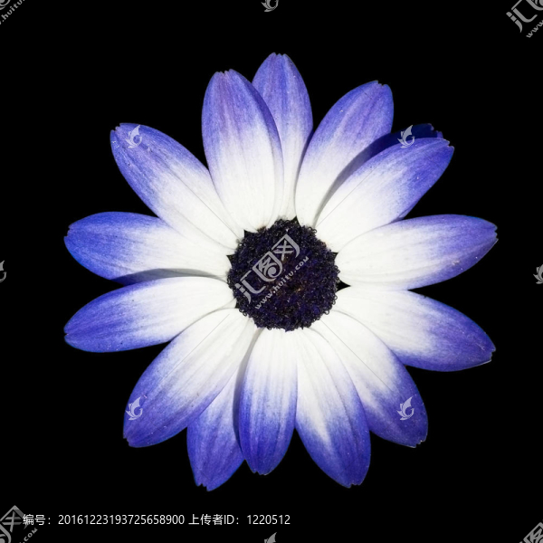 南非萬壽菊-藍色和白色的雛菊花