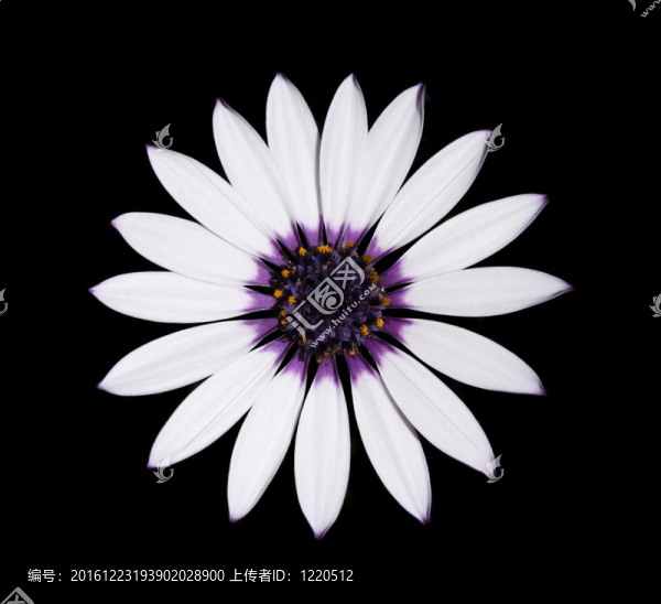 南非萬壽菊阿斯蒂白雛菊和紫色的中心布萊克