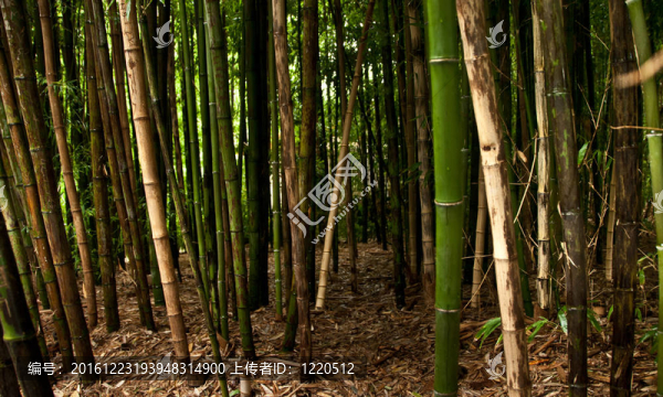 竹林