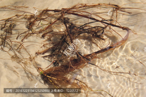 海藻