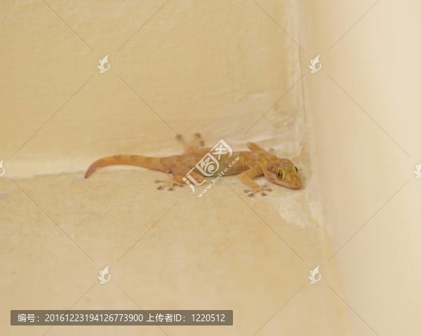 普通的房子墻上的壁虎