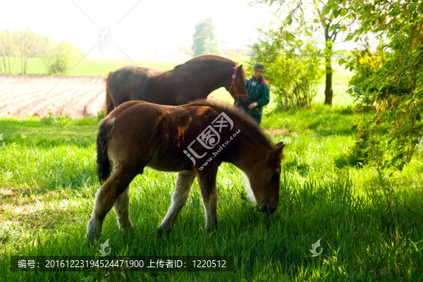 馬