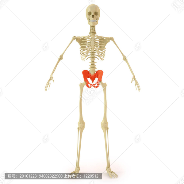 骨架