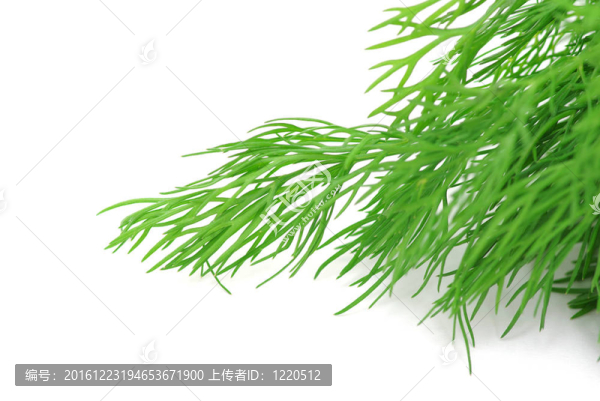 新鮮蒔蘿