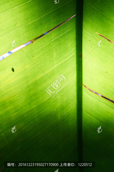 綠色的葉子紋理