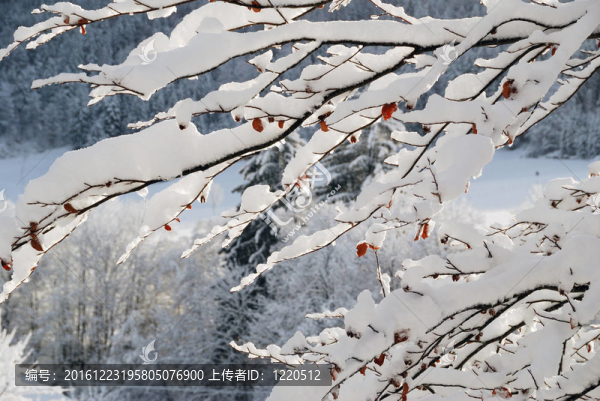 冰雪覆蓋的奧地利冬季景觀
