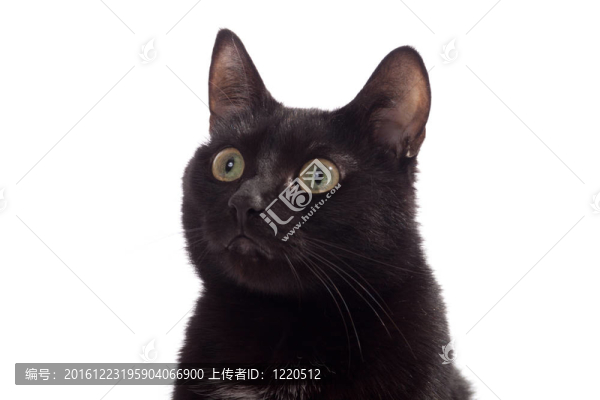 黑貓的畫像