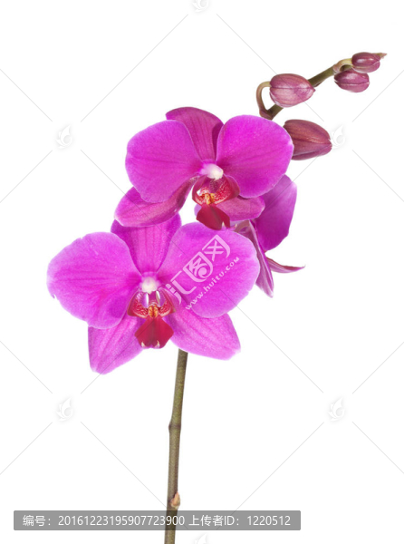 美麗的紫色蘭花