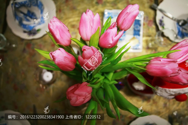 郁金香