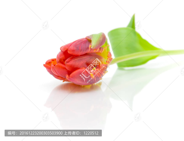 白色背景上的紅色郁金香