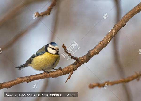藍(lán)山雀。Cyanistes,caeruleus。