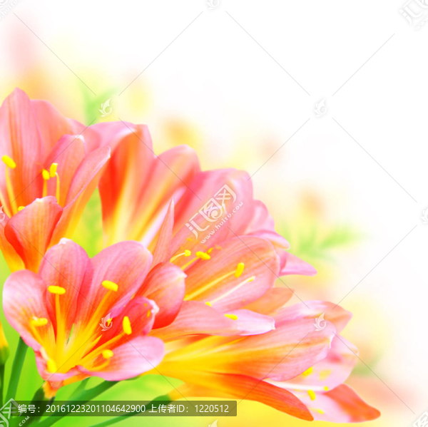 春天的花朵邊框