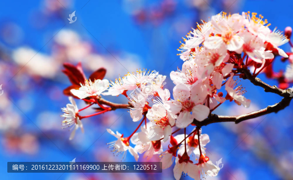 櫻桃樹(shù)開(kāi)花