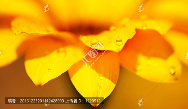 摘要花卉背景