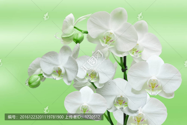 蘭花花特寫(xiě)