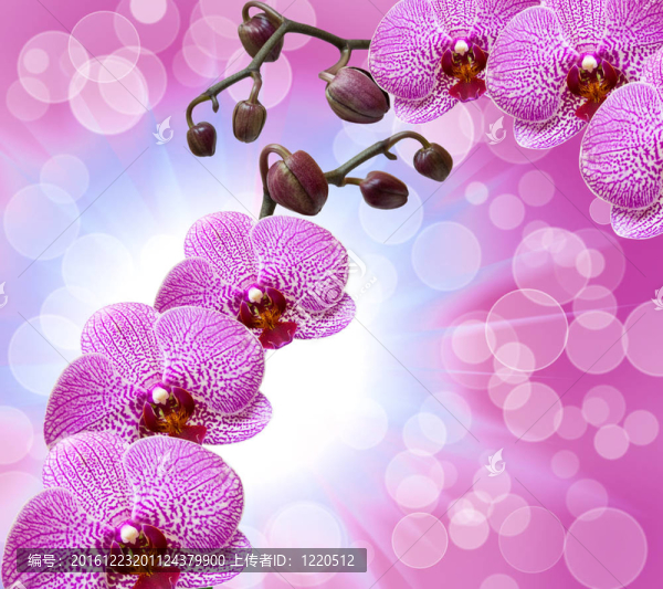 蘭花花特寫