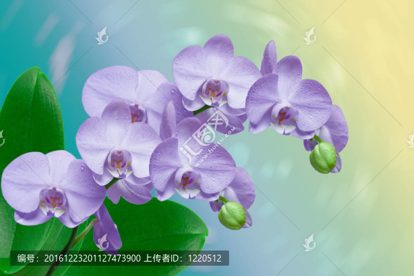 蘭花花特寫