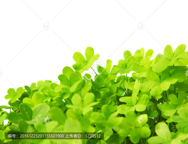 綠鮮三葉草