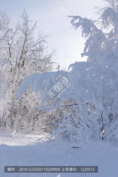 大雪和冰凍的樹在森林里的一個(gè)晴朗的冬日