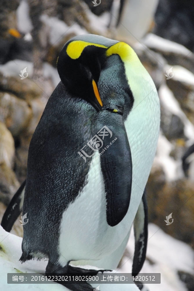 企鵝