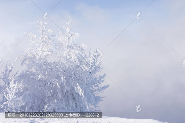 大雪和冰凍的孤獨(dú)的樹(shù)的成本在一個(gè)霧背景的雪堆里，藍(lán)色的天空