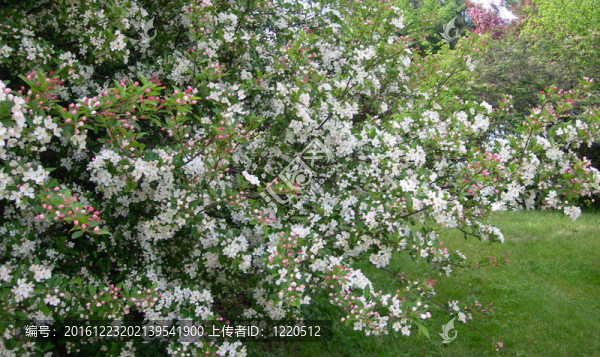 春天開(kāi)花的樹(shù)