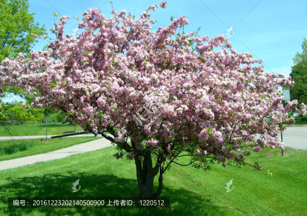春天開花的樹