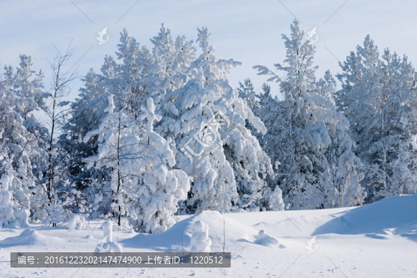 圣誕前夜白雪覆蓋的常青樹