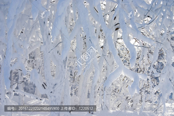在美麗的冬天森林的積雪覆蓋的樹枝
