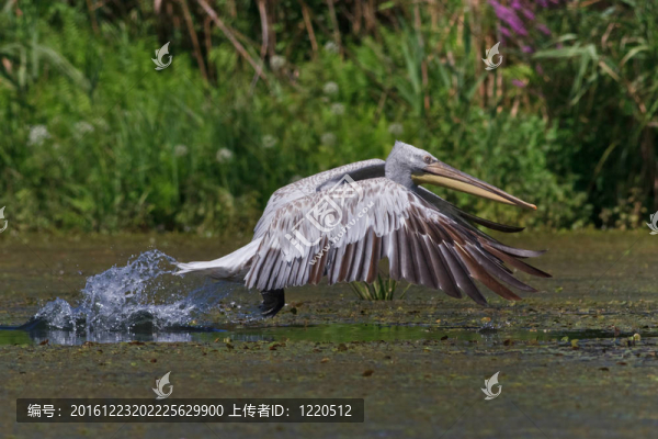 Dalmatian,Pelican（Pelecanus,crispus）