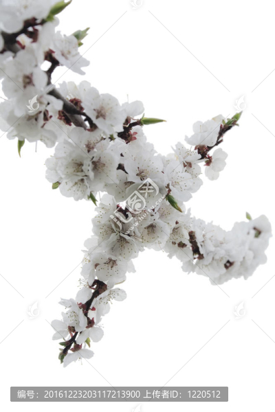 開(kāi)花的樹(shù)枝在春天的白色背景上