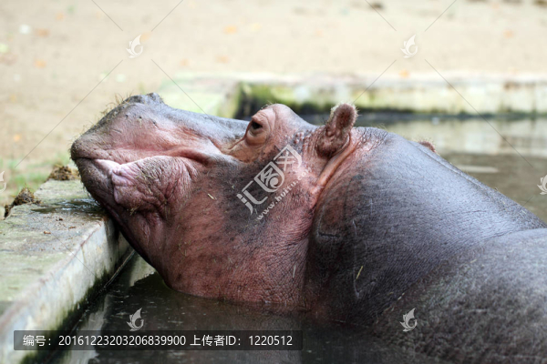 河馬
