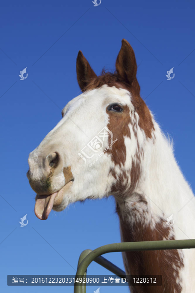 有趣的馬
