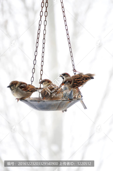 麻雀在鳥喂食處相遇