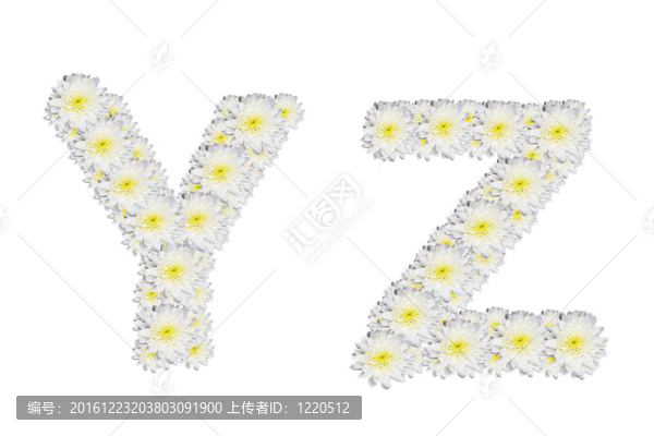 字母YZ；White,Flower孤立在白色背景