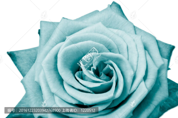 玫瑰花瓣