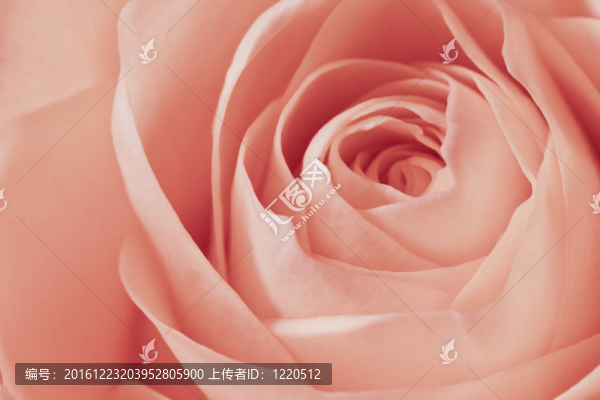 粉紅玫瑰的宏