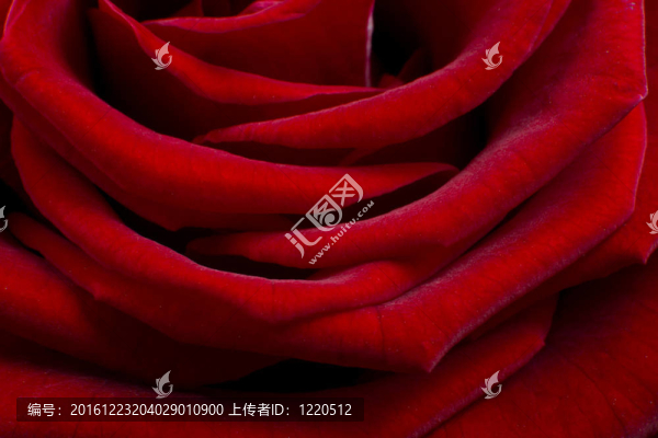 紅玫瑰