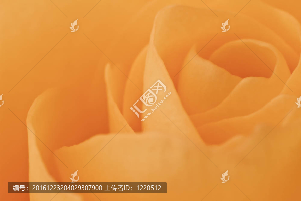 橙玫瑰的宏