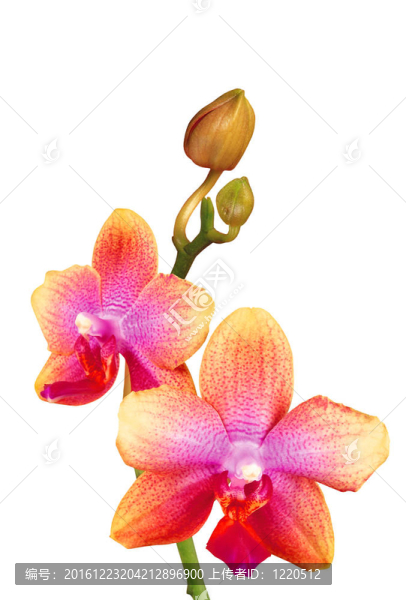 白色背景上的美麗蘭花