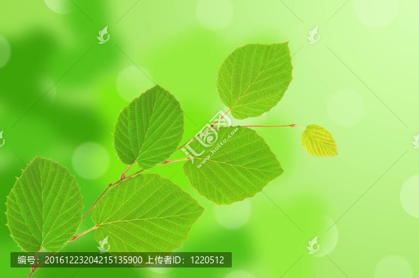 菩提樹(shù)綠葉在自然背景
