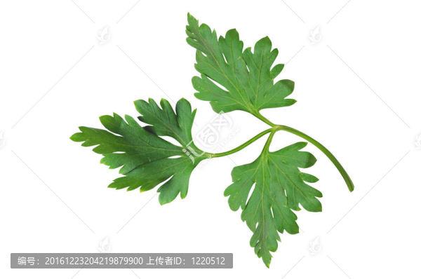 在白色背景上分離的新鮮歐芹葉