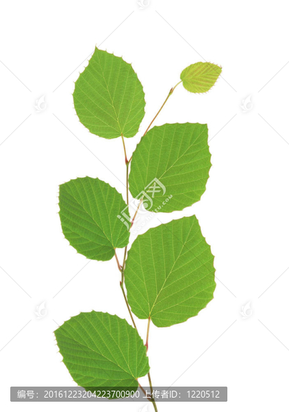 菩提樹(shù)的綠葉孤立在白色背景