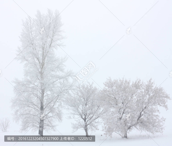 樹木的冬天景色