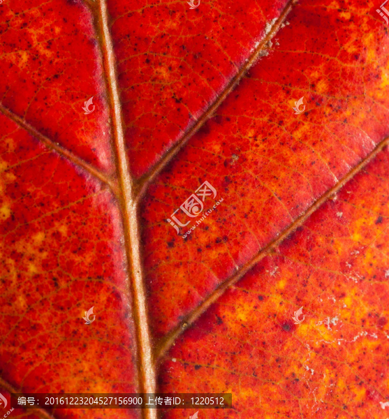 紅離開的背景