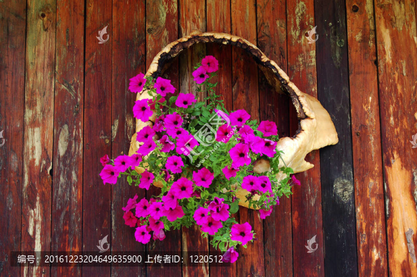 紫紅色的花