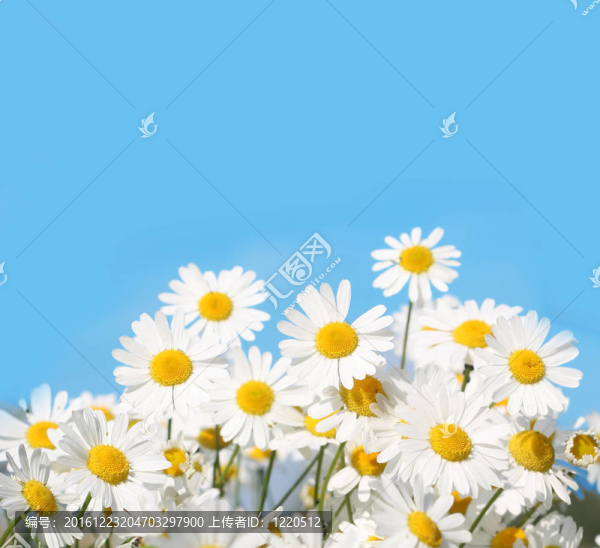 雛菊
