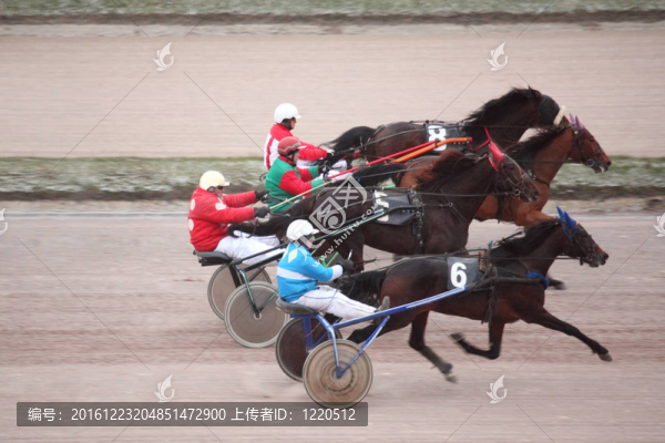 莫斯科-,12月6日：馬小跑在莫斯科跑馬場12月6日賽車；莫斯科2009；俄羅斯。中央莫斯科跑馬場-
