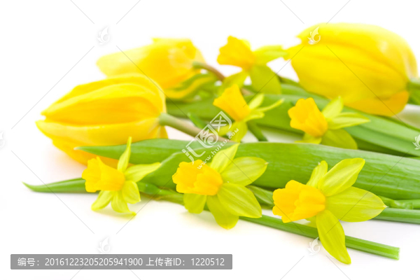 郁金香和水仙花